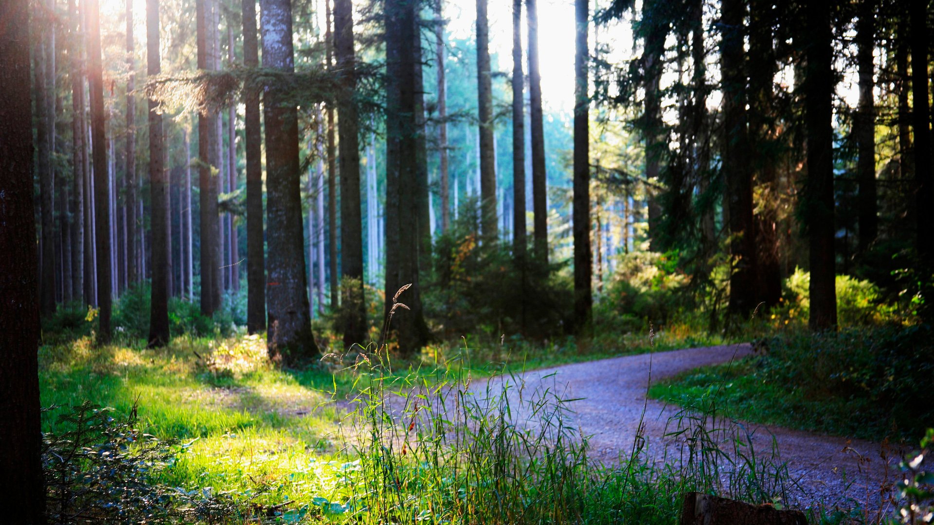 été forêt route