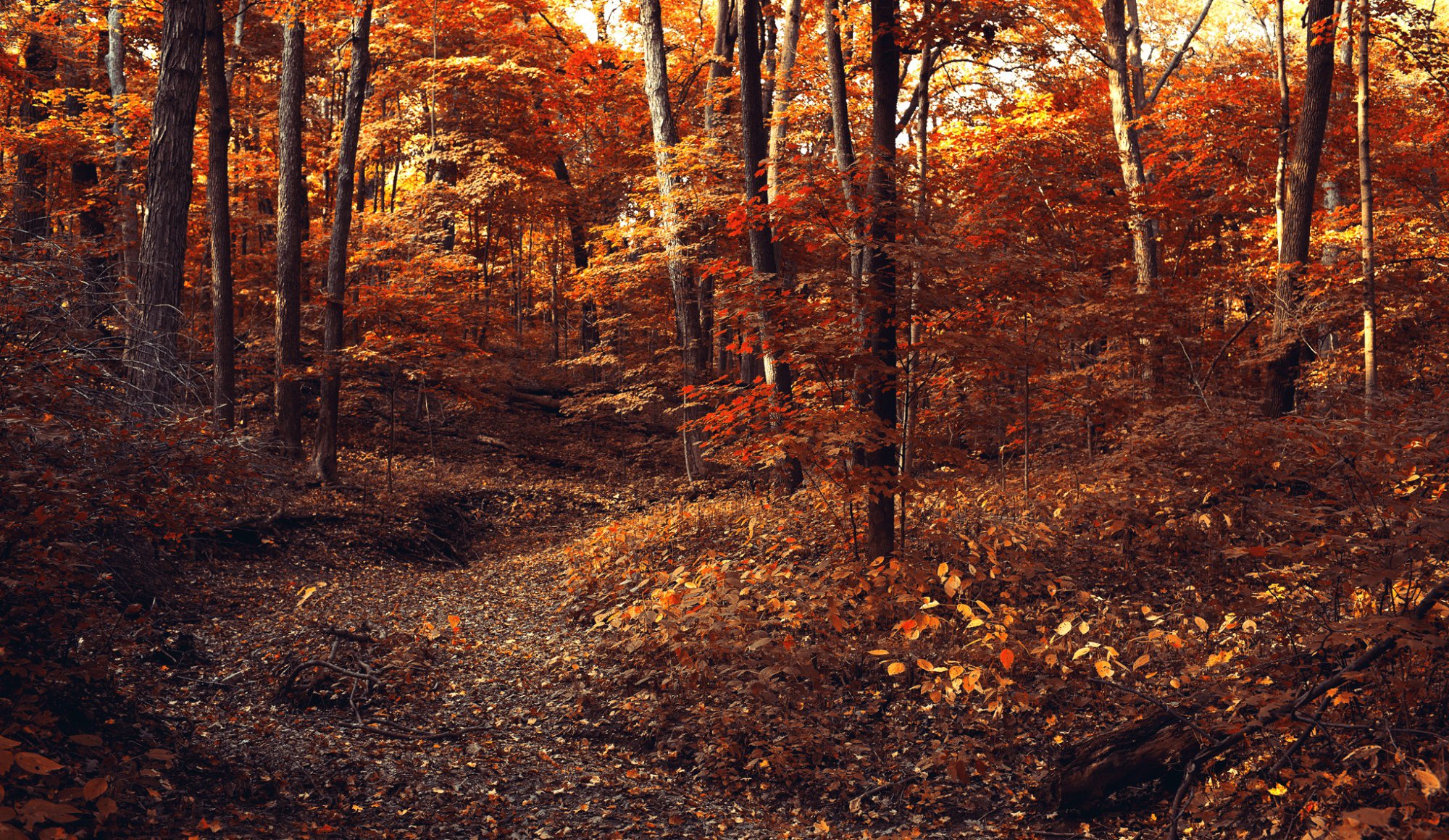 foresta autunno sentiero fogliame alberi rami foglie arancione giallo natura