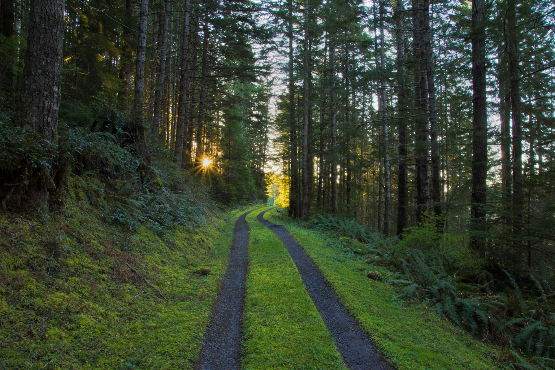 foresta pini strada sole raggi mattina