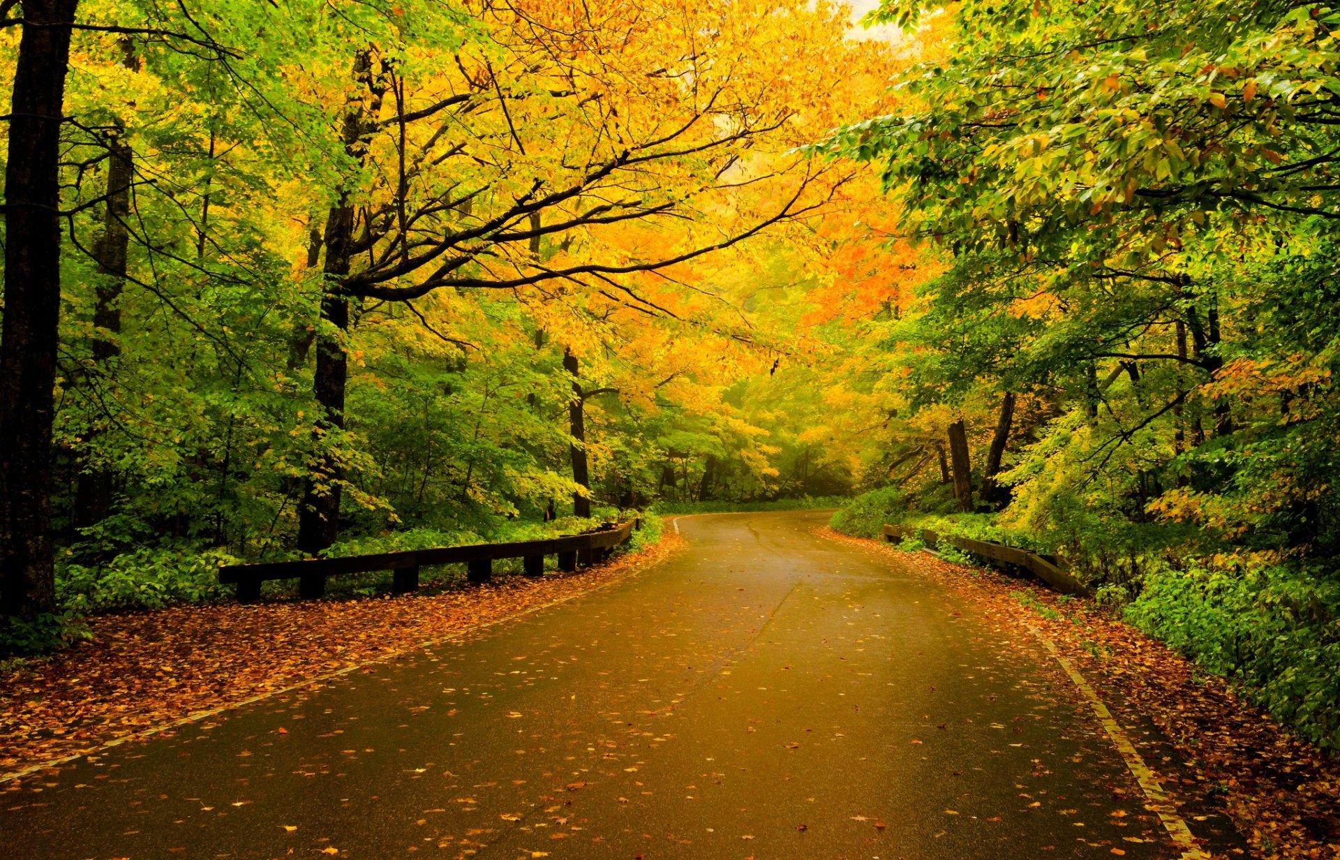 nature forest trees leaves colorful road autumn fall colors walk