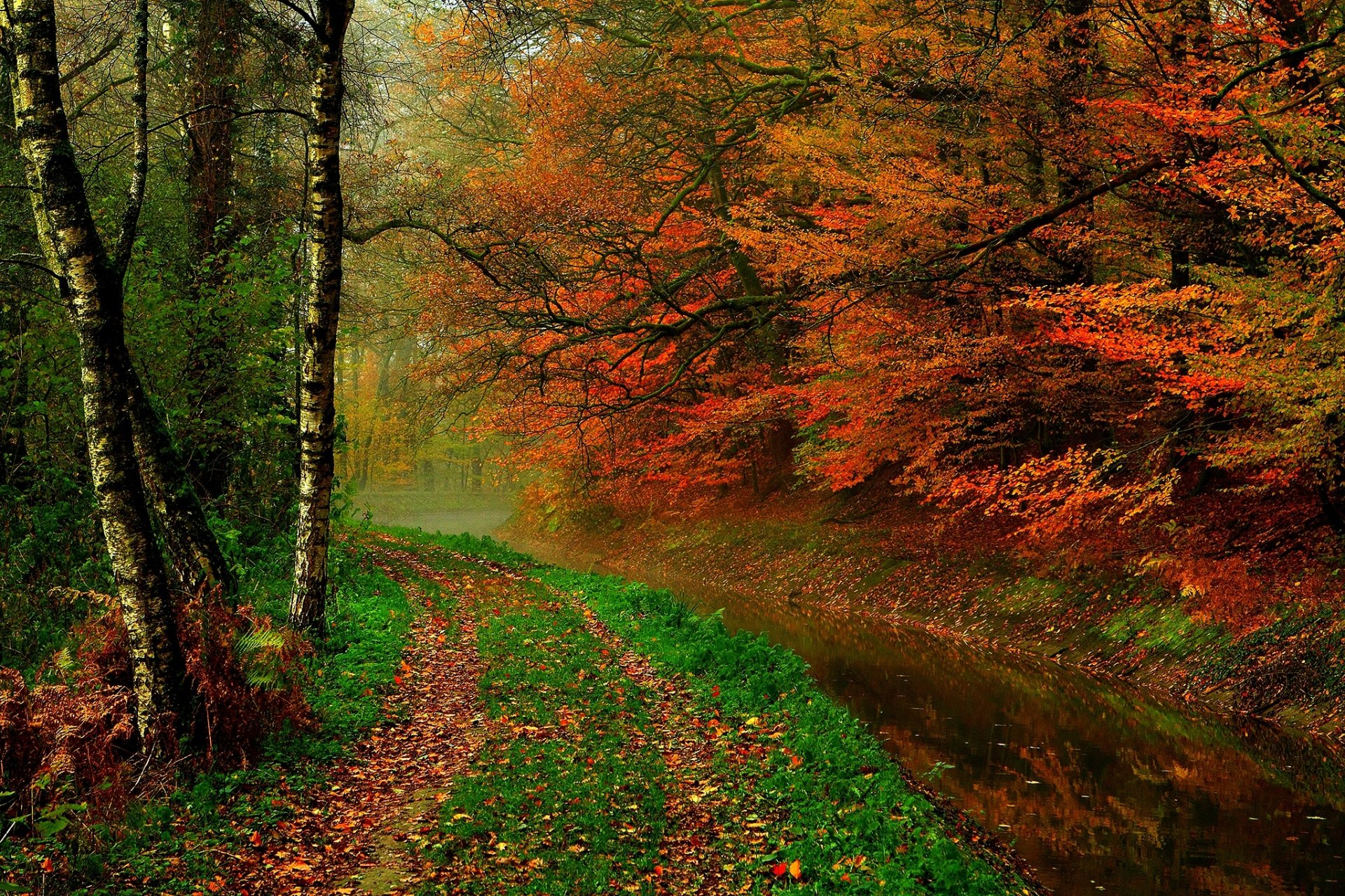 foglie alberi foresta autunno passeggiata hdr natura fiume acqua