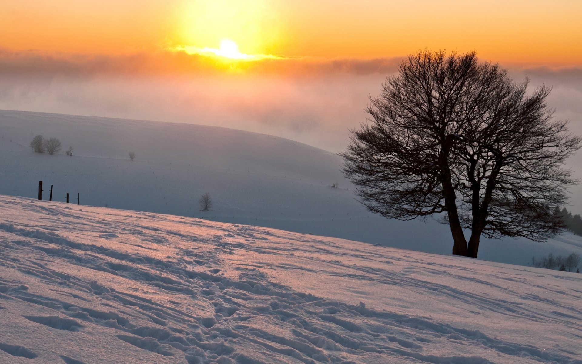 nature tree winter snow sun fog blur footprints winter wallpaper widescreen fullscreen widescreen background