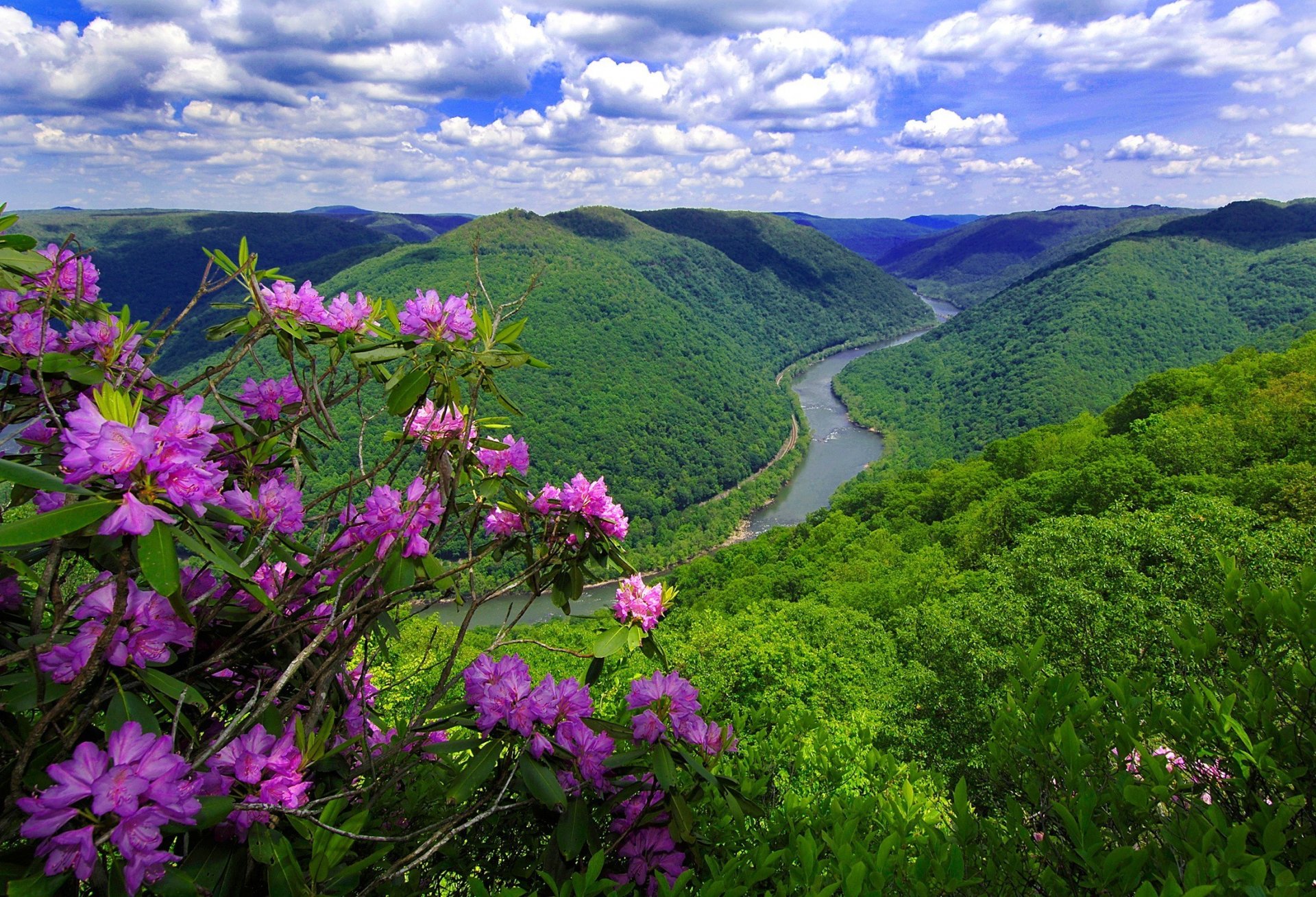 river mountain flower nature