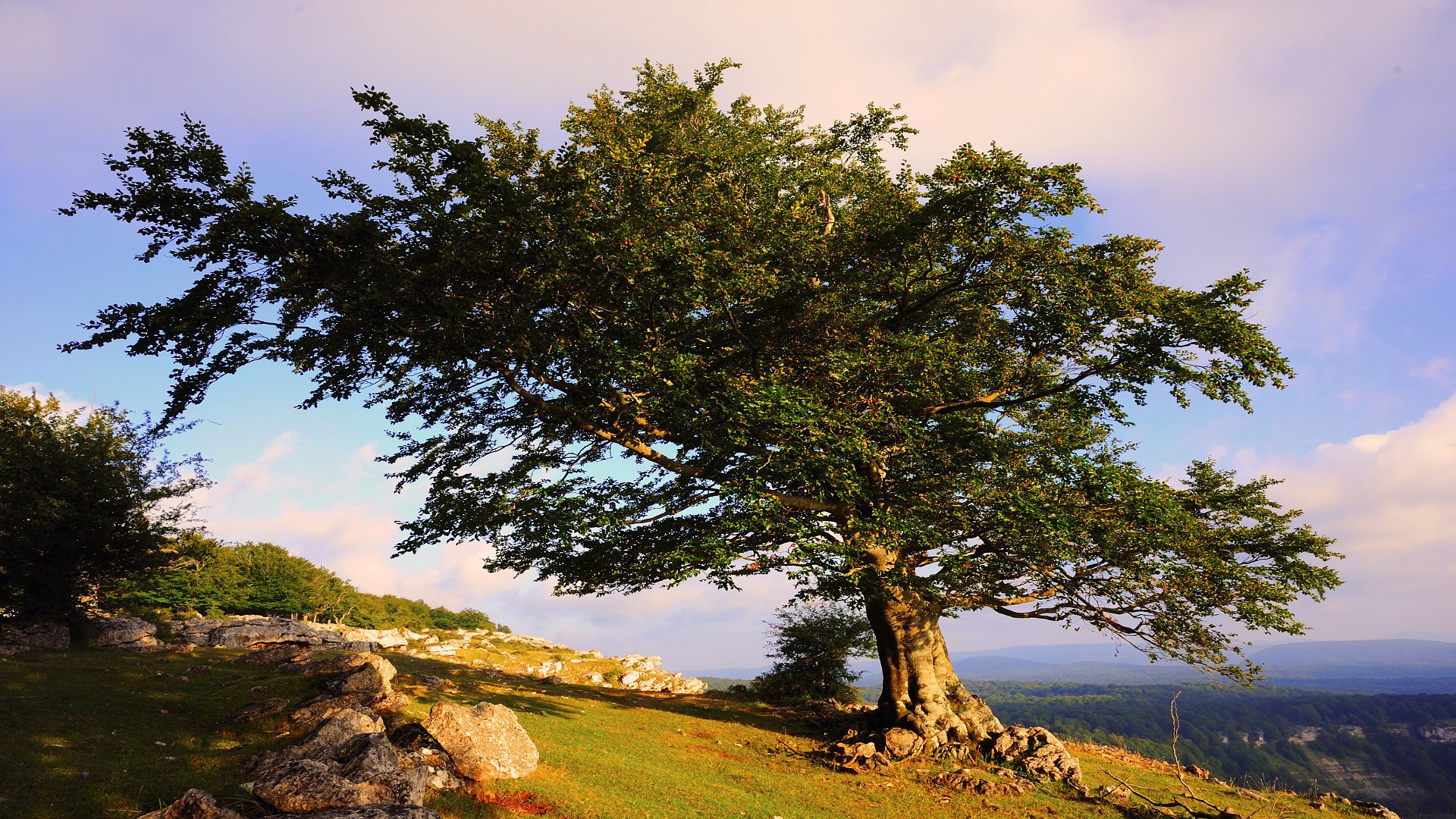 baum sommer natur landschaft