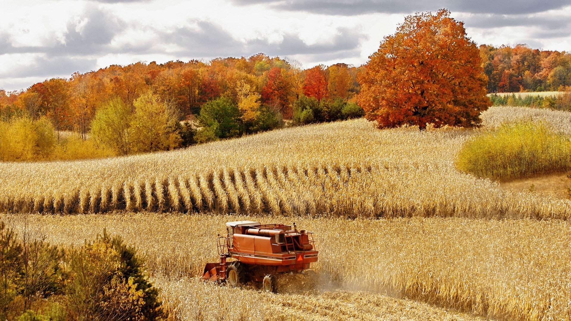 feld herbst wald mähdrescher ernte weizen natur