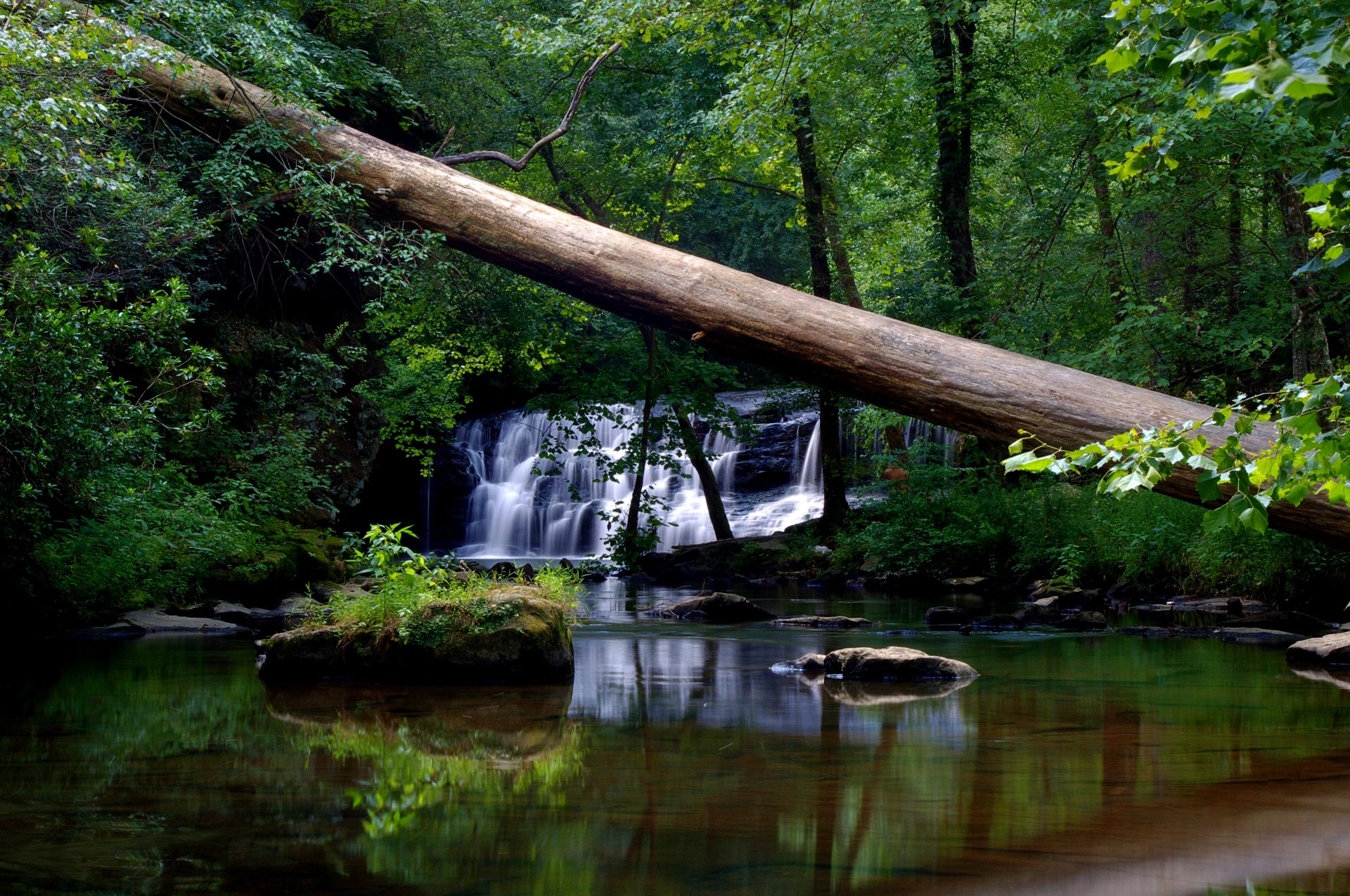 bosque árboles agua hojas naturaleza