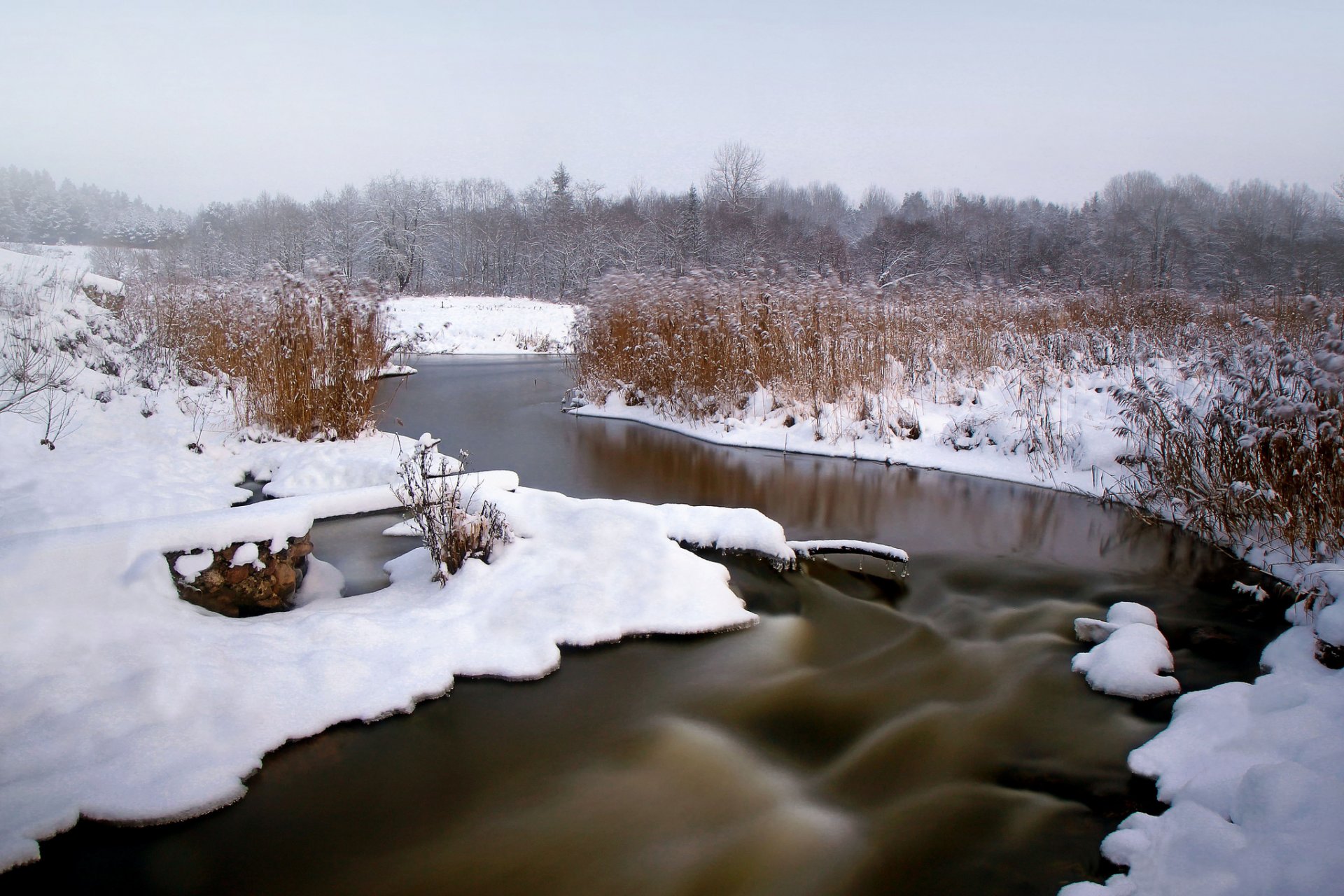 inverno neve foresta fiume giunco