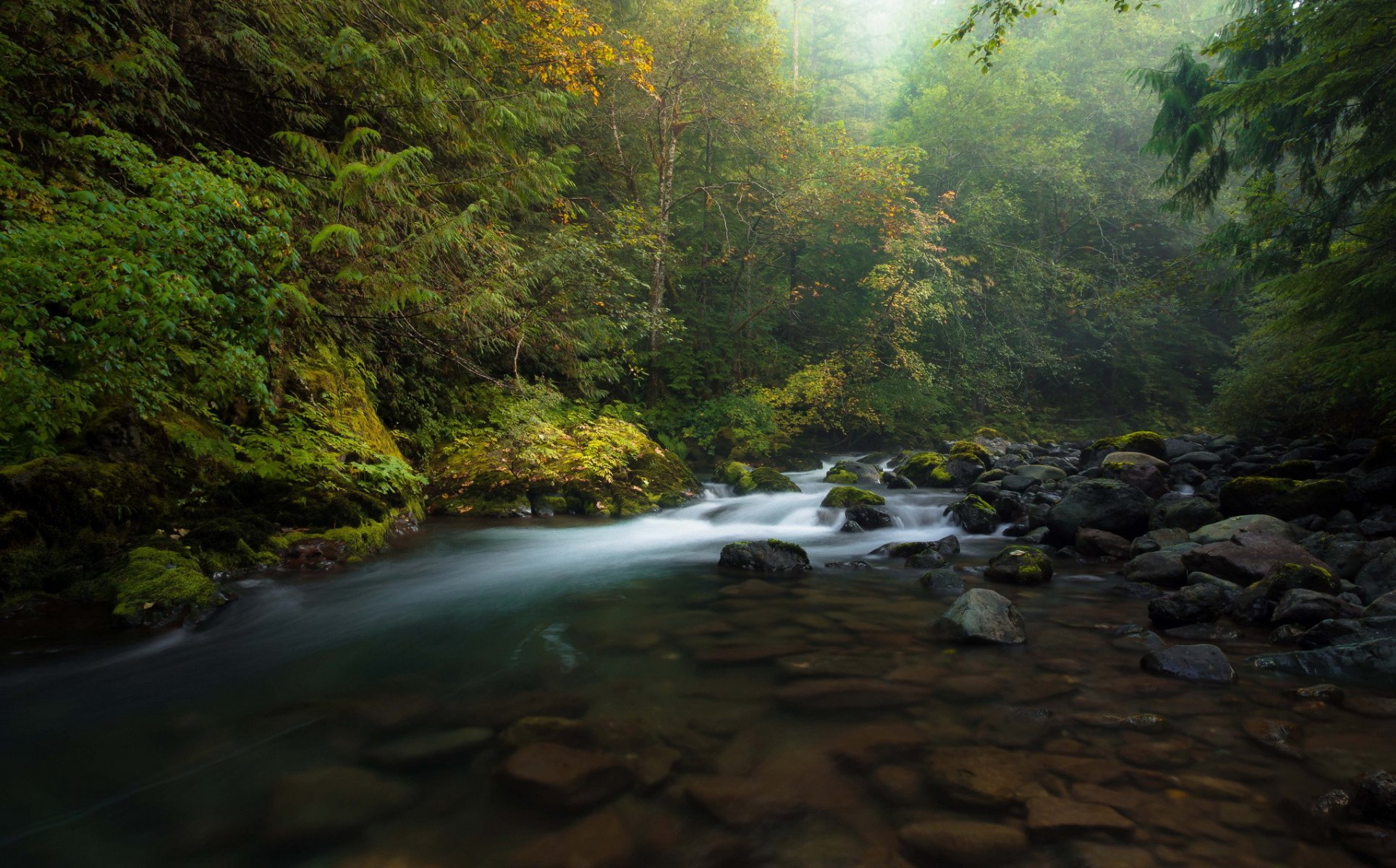 forest autumn river stones fog