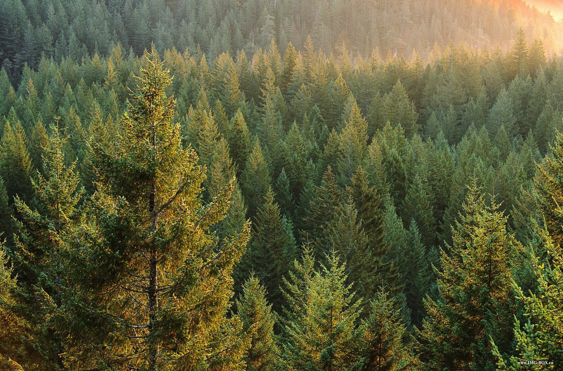 russland taiga wald bäume sonne strahlen dämmerung