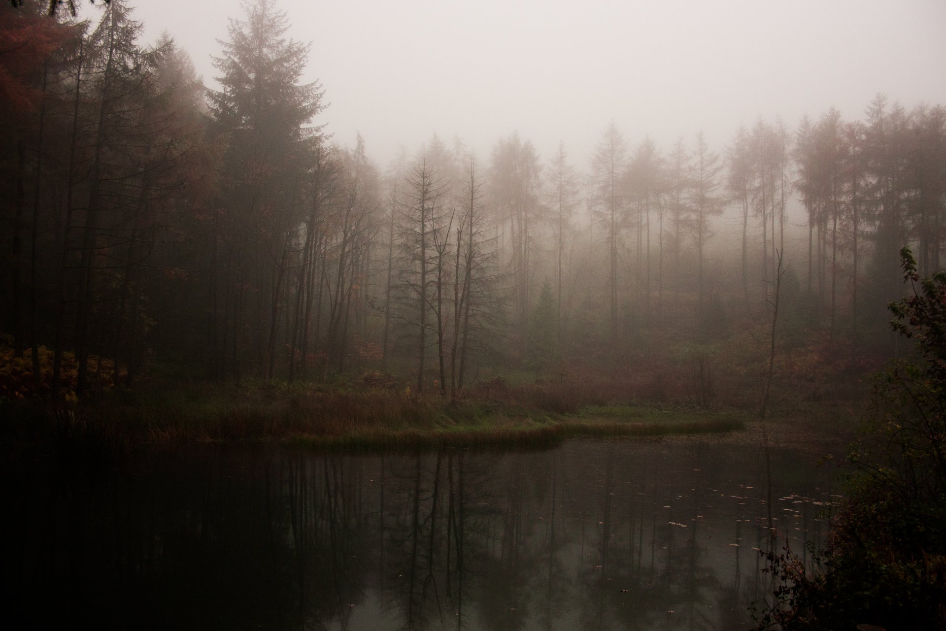 bosque lago niebla sombrío atmosférico