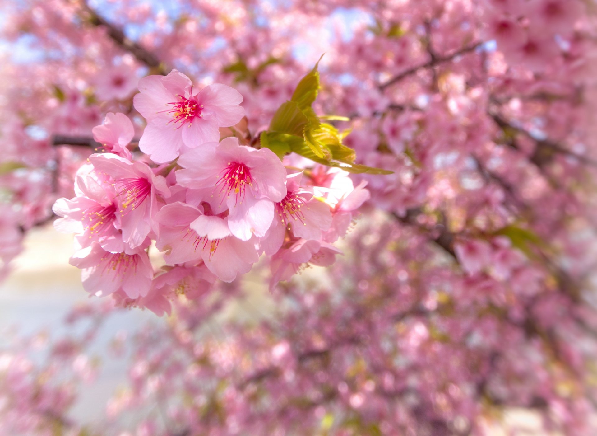 sakura floraison printemps