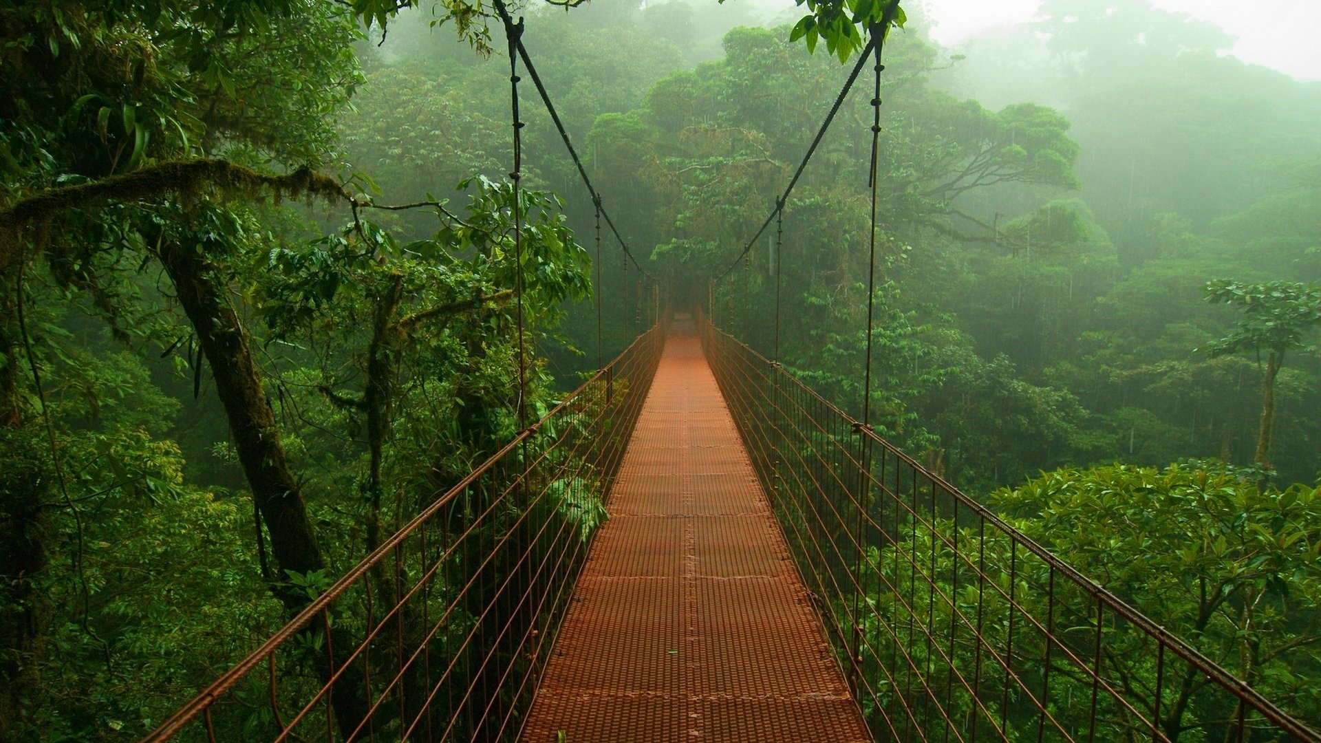 dschungel bäume laub brücke nebel