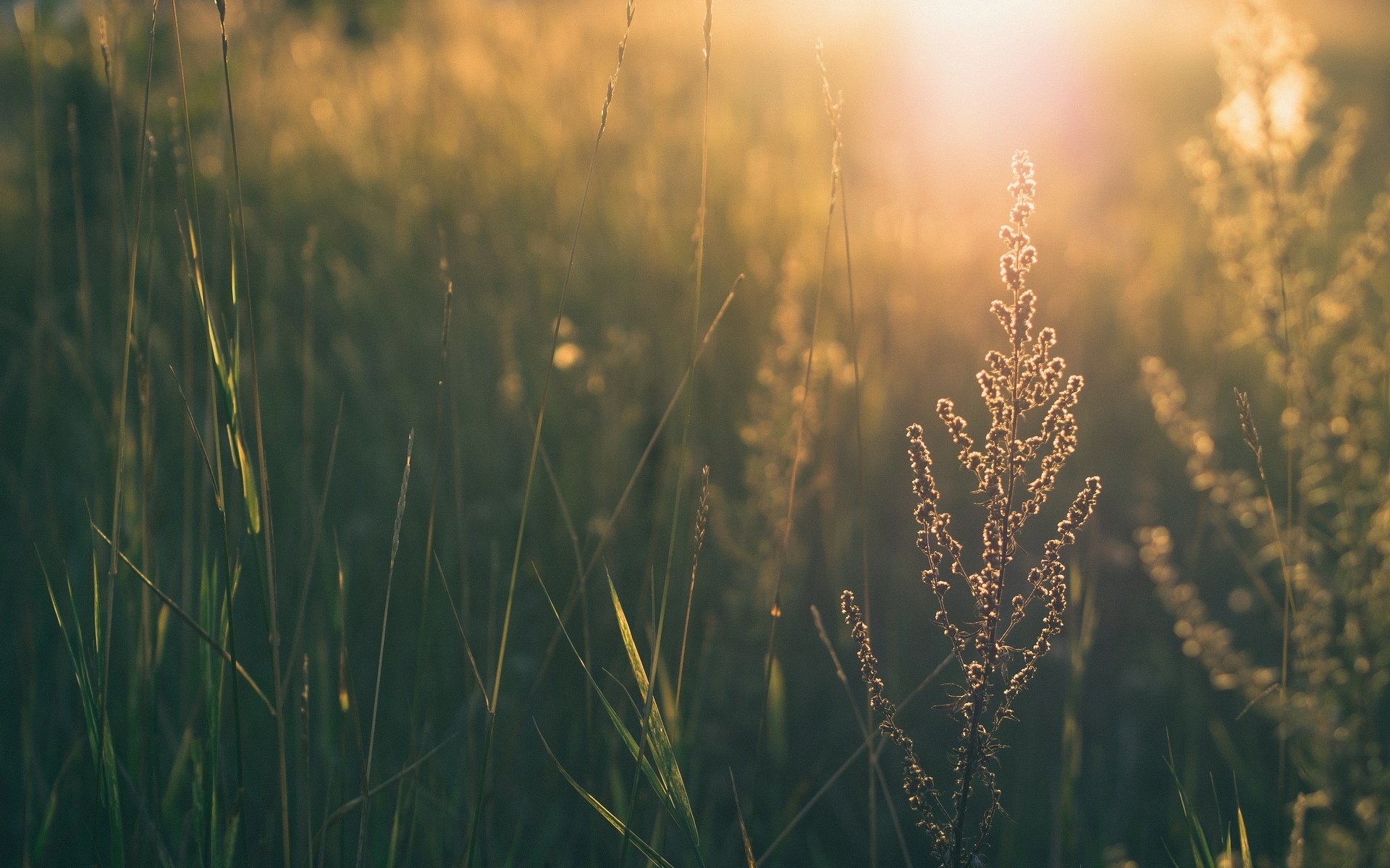 nature grass greenery leaves leaves leave flowers flower sun background wallpaper widescreen fullscreen widescreen widescreen