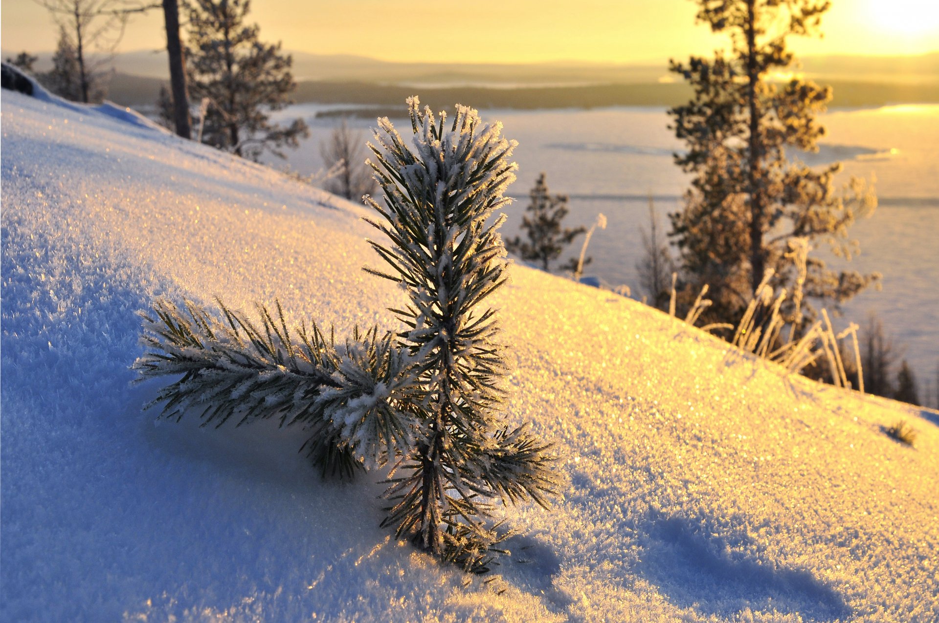 giorno d inverno neve alberi inverno sole