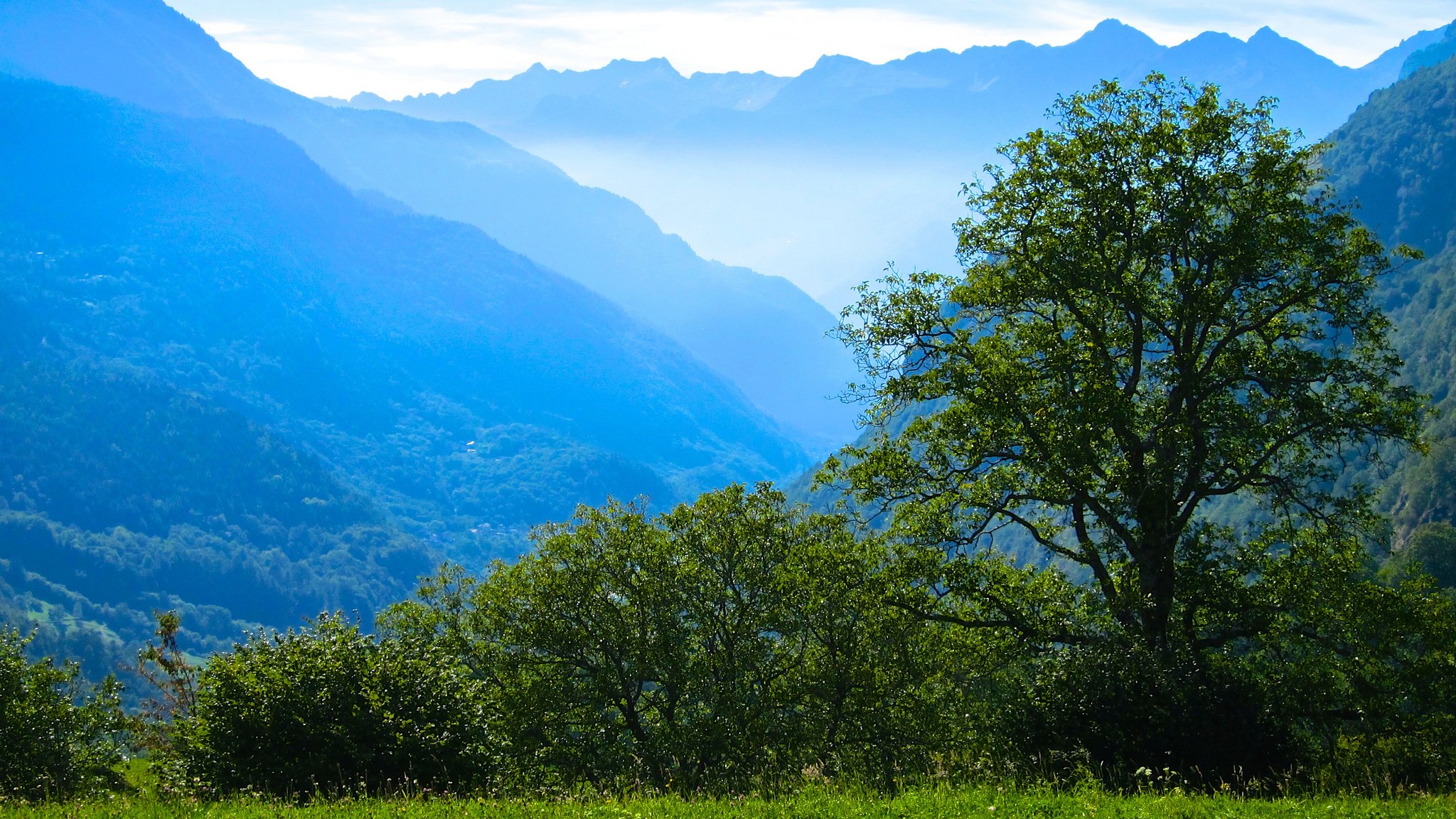 berge wald bäume baum nebel morgen