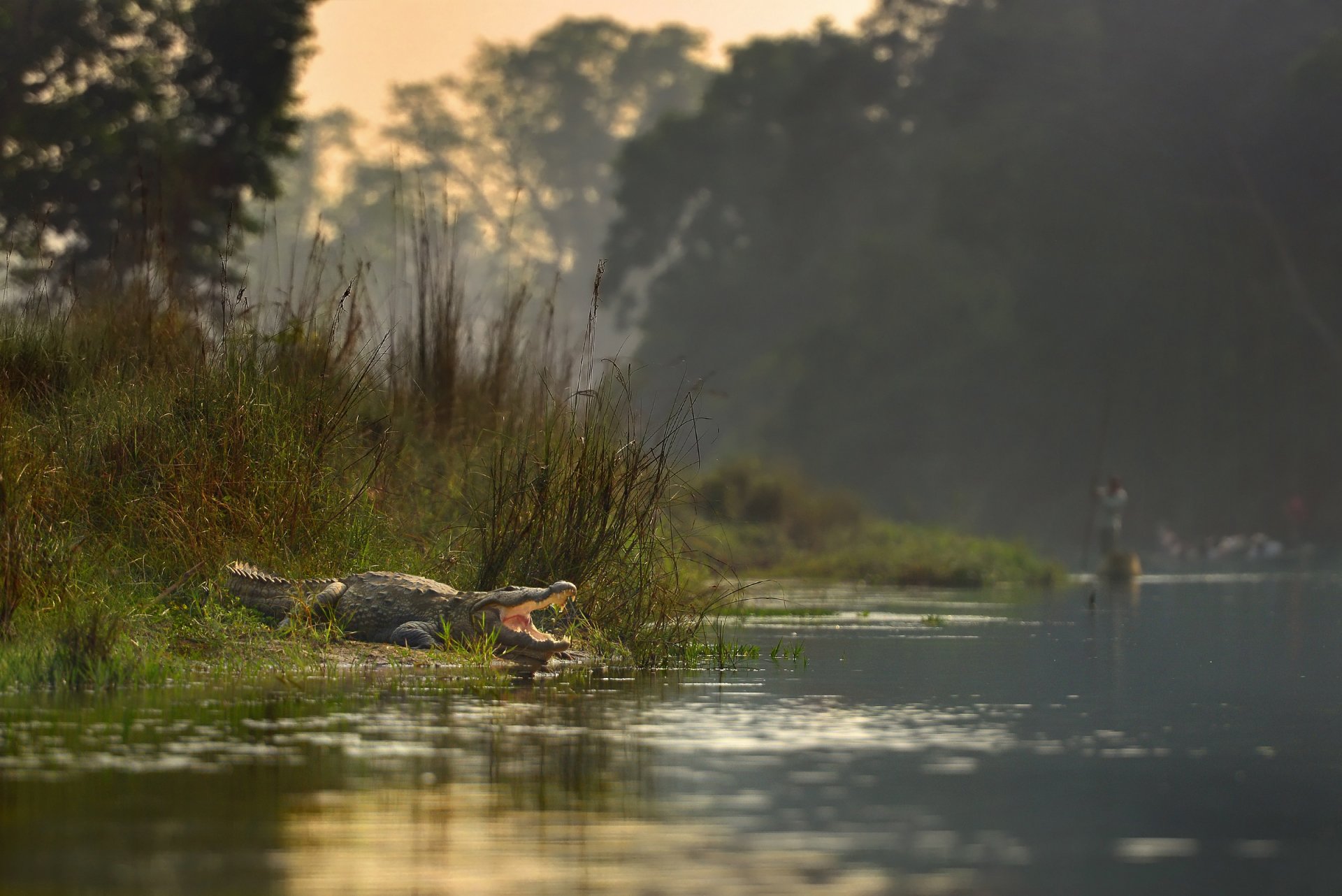 népal parc national de chitwan rivière crocodile