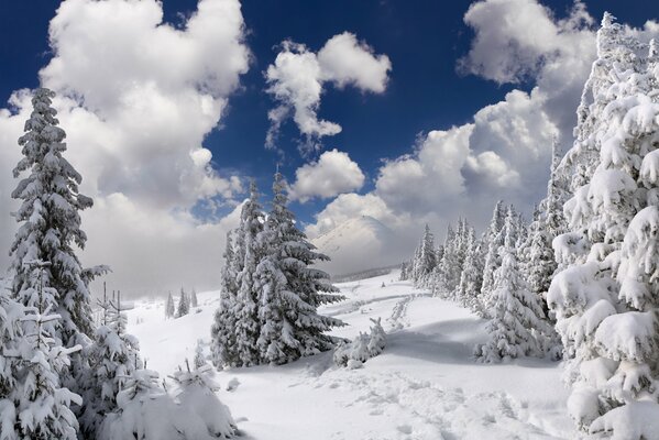 Flauschige Weihnachtsbäume und Spuren im Schnee