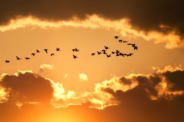 Vögel schweben am Himmel bei Sonnenuntergang