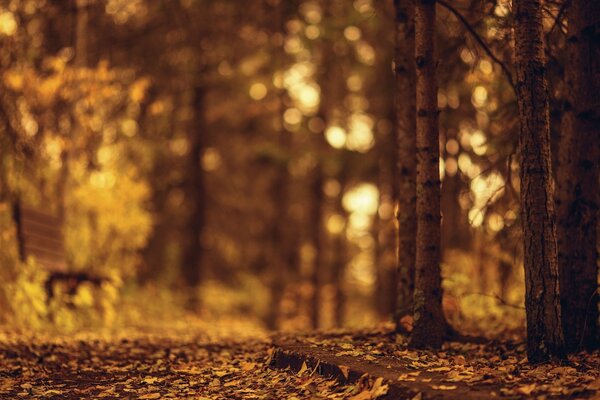 Autumn Park. Trees and a bench