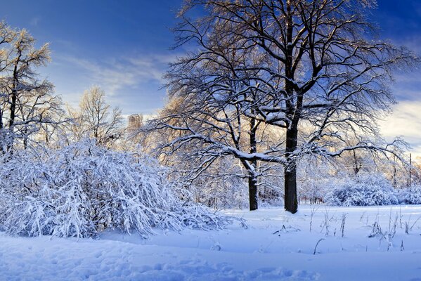 Naturaleza invernal, árboles en la nieve
