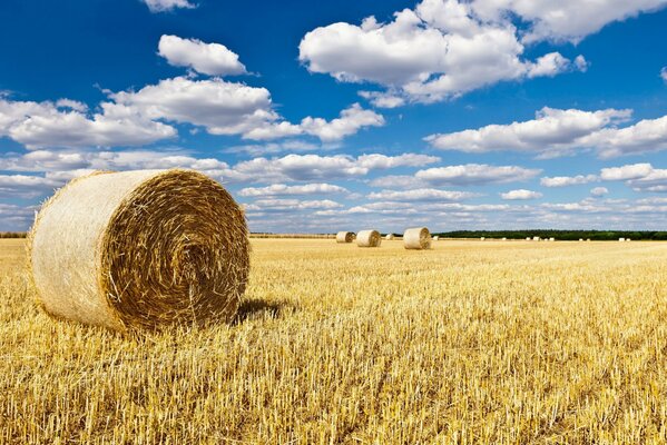 Haystacks in the field