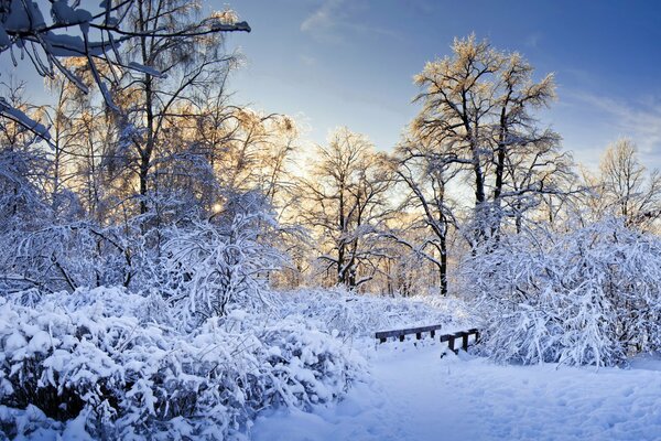 Winter forest on a sunny day