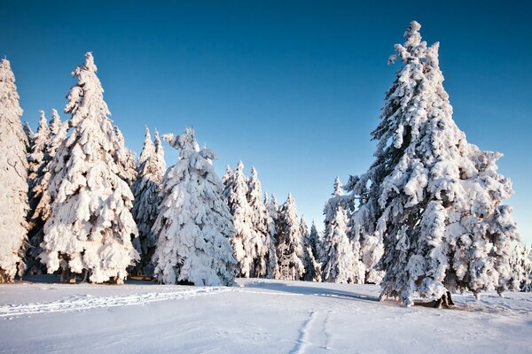 Tapete Fichte mit einer Schneedecke bedeckt