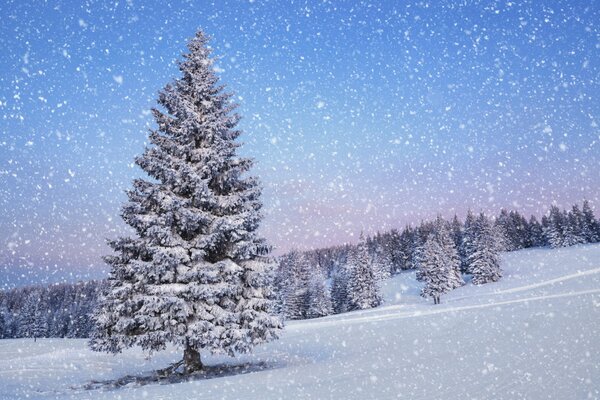 Es schneit und fällt auf Bäume