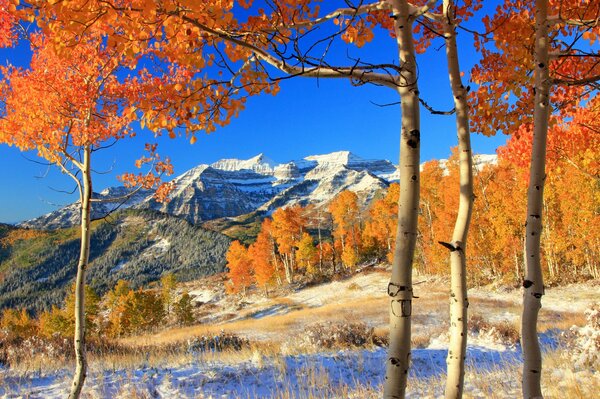 Forest in the mountains on a sunny day