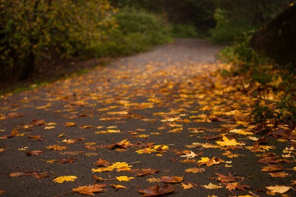 Camino con hojas amarillas en otoño