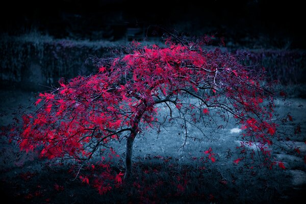 Árbol con hojas carmesí en niebla azul