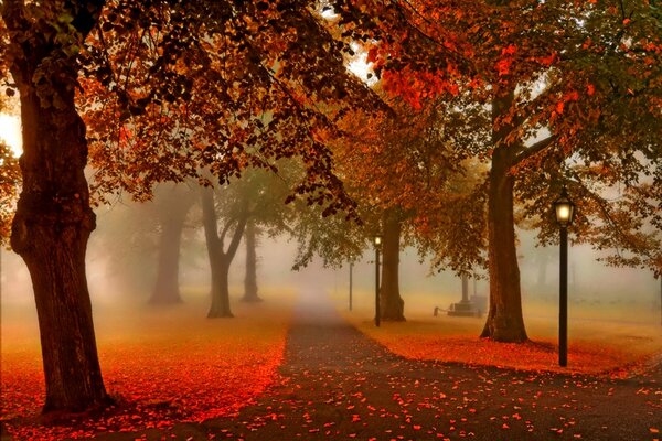 Bosque rojo de otoño con sendero