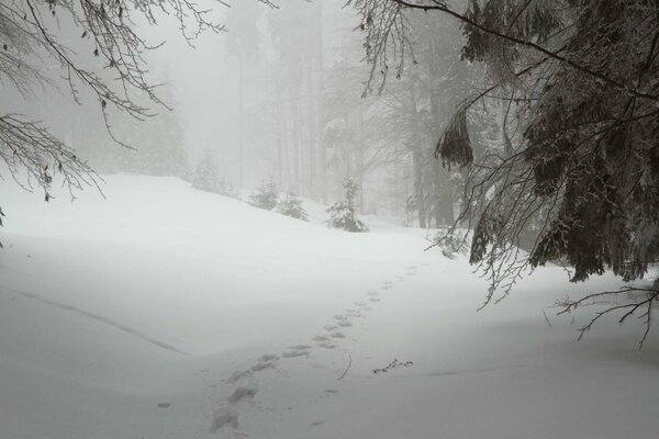 Sentier dans les congères de la forêt d hiver