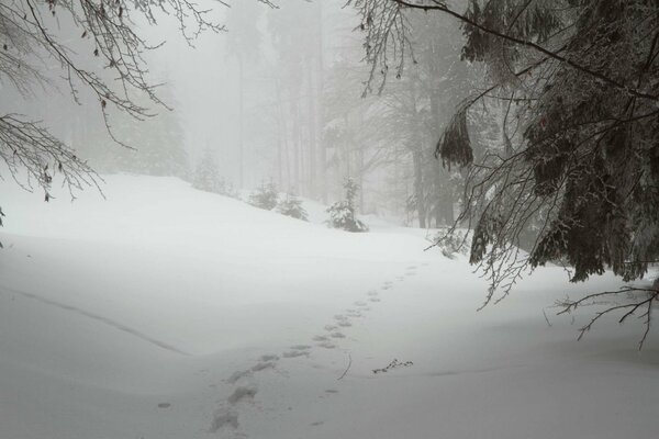 Sentiero nei cumuli di neve della foresta invernale