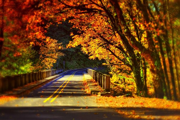 Bunte Herbstbäume über der Brücke im Park