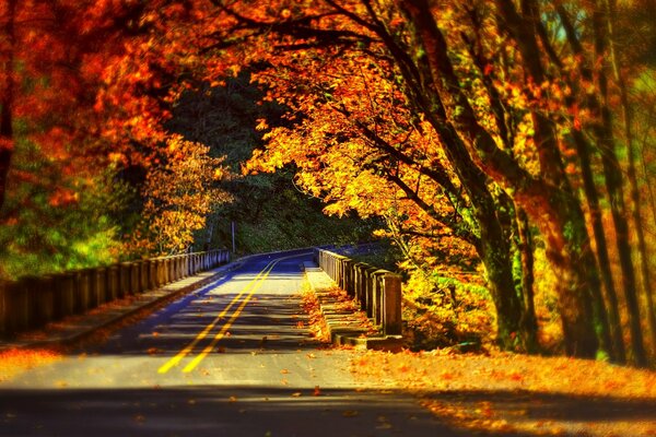 Alberi autunnali colorati sopra il ponte nel parco