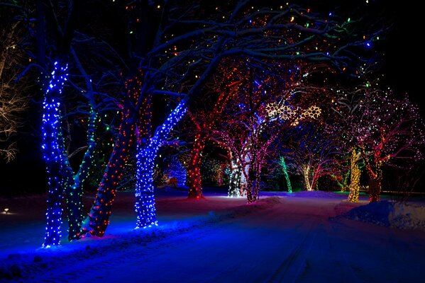 Bunte Lichter an Bäumen im Winterpark