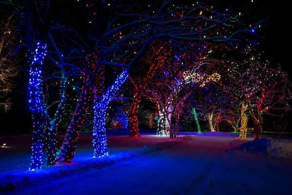 Luces multicolores en los árboles en el parque de invierno