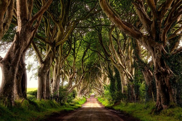 An alley in a beautiful green forest