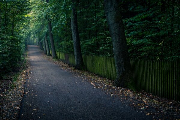 Autostraße im dichten hohen Wald