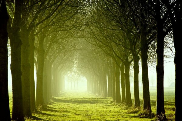 File di alberi in una giornata di sole