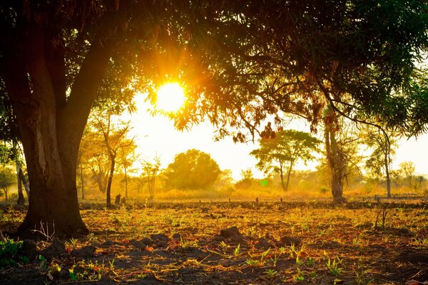 The sun shines through the branches of trees