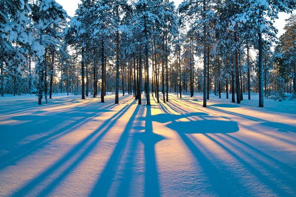 Dämmerung im Winter verschneiten Wald