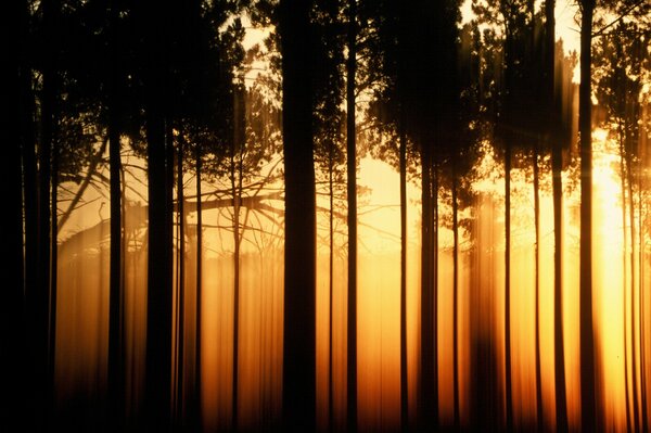 I raggi del sole al tramonto si fanno strada attraverso i tronchi degli alberi