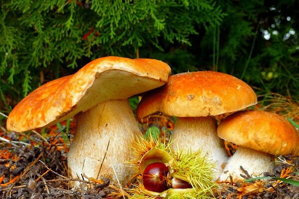 Pilzherbst im Wald. Kastanien