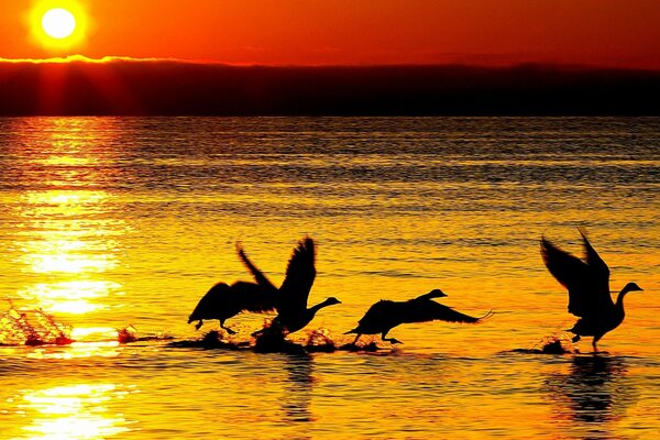 Birds taking off from the water against the sunset