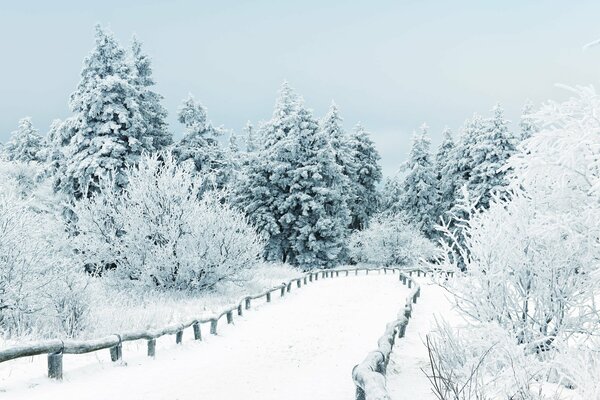 Un camino cubierto de nieve que conduce a un bosque denso