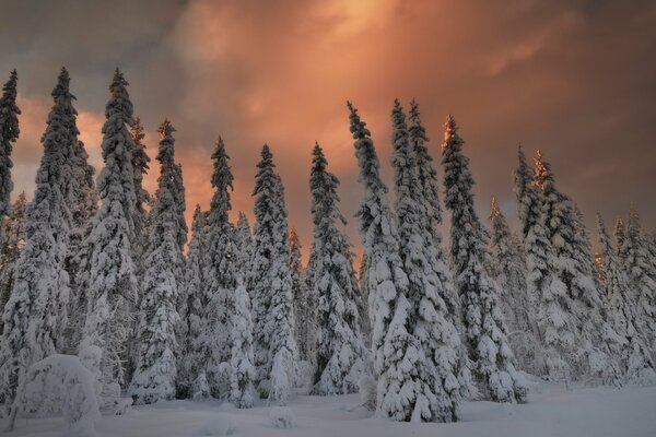 Schneebedeckte Weihnachtsbäume im Glanz des Sonnenuntergangs am Winterabend