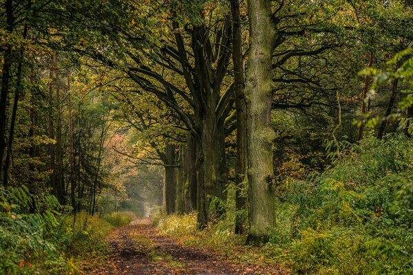 Forest trail in an oak grove