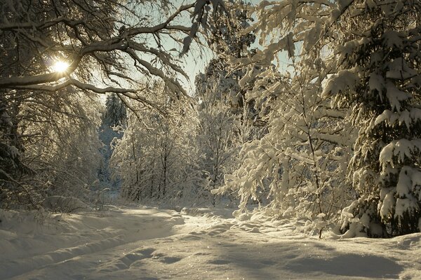 Winter landscape in the forest